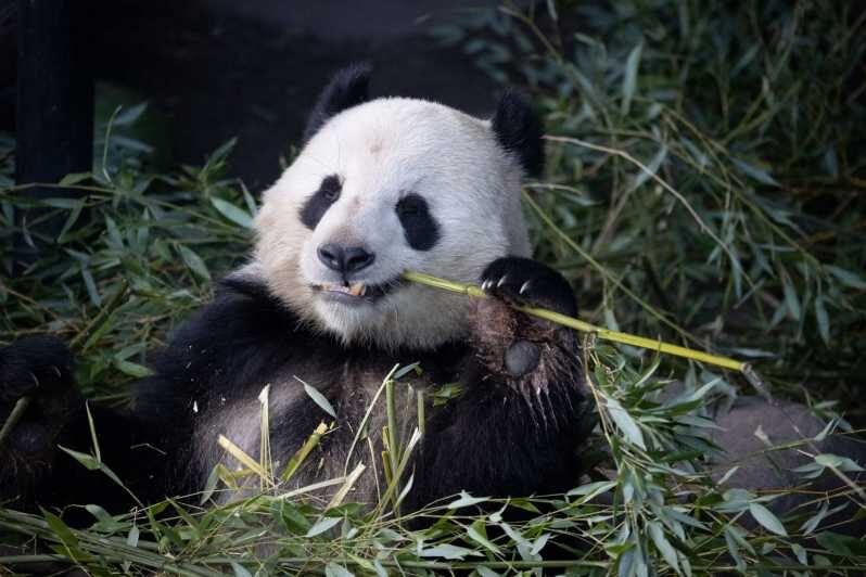 Copenhagen: Copenhagen Zoo Entry Ticket - The Panda House: Why This One-Stop Focus Works
