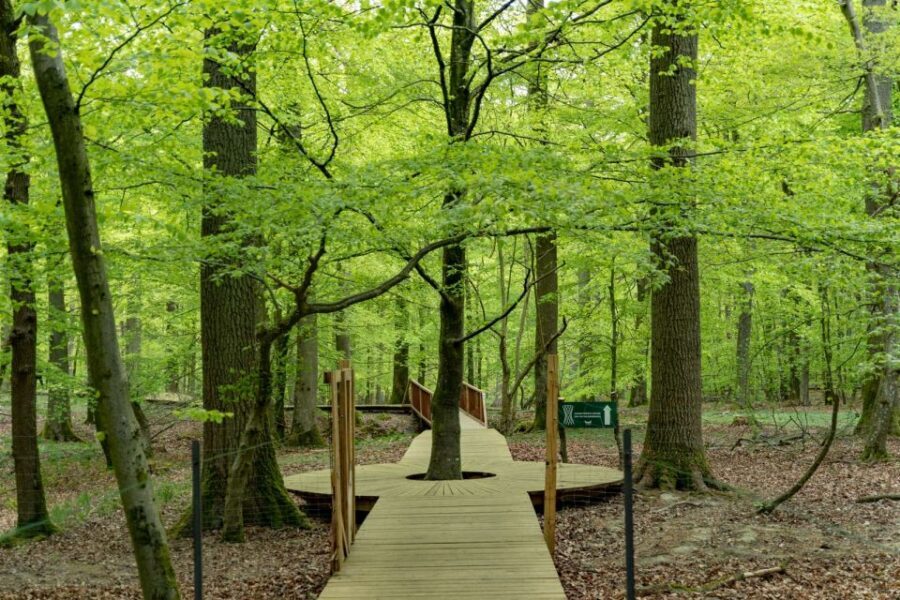 From Copenhagen: Round-Trip to Møns Klint and Forest Tower - Who should book, and who should skip